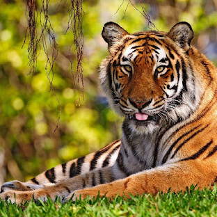 Tigre Wallpaperium